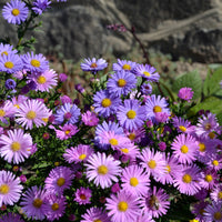 Alpenaster Mix - Aster alpinus - Bakker