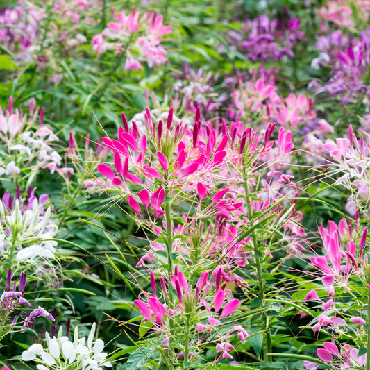 Kattensnor Cleome Colour Fountain mix - Bakker