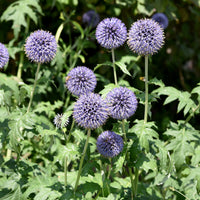 Echinops ritro - Kogeldistel 'Boule Azurée' - Bloemzaden voor perken en borders