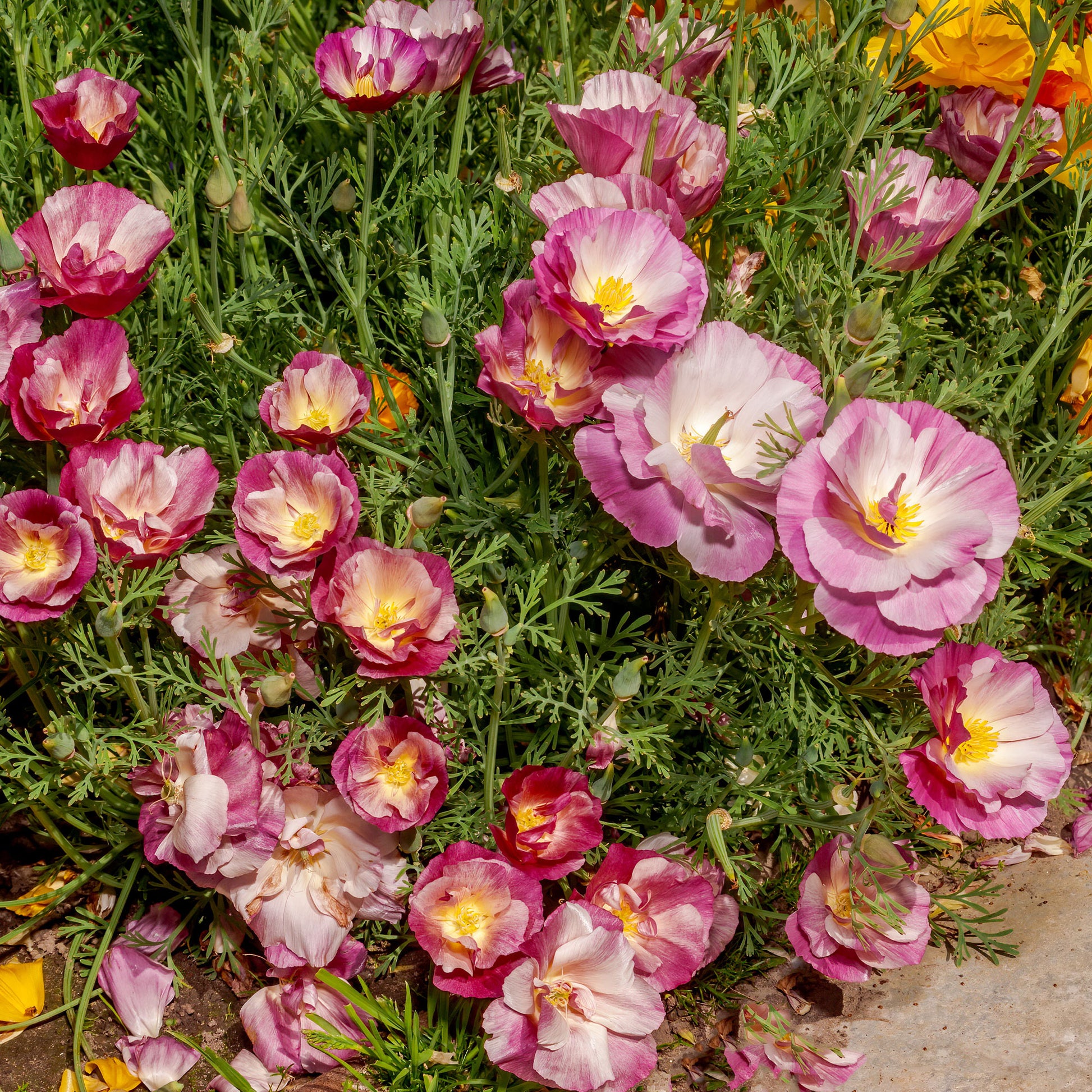 Slaapmutsje Mix 'Bridal Bouquet' - Bakker
