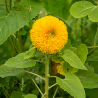 Zonnebloem 'Teddy Bear' - Helianthus annuus teddy bear - Bakker