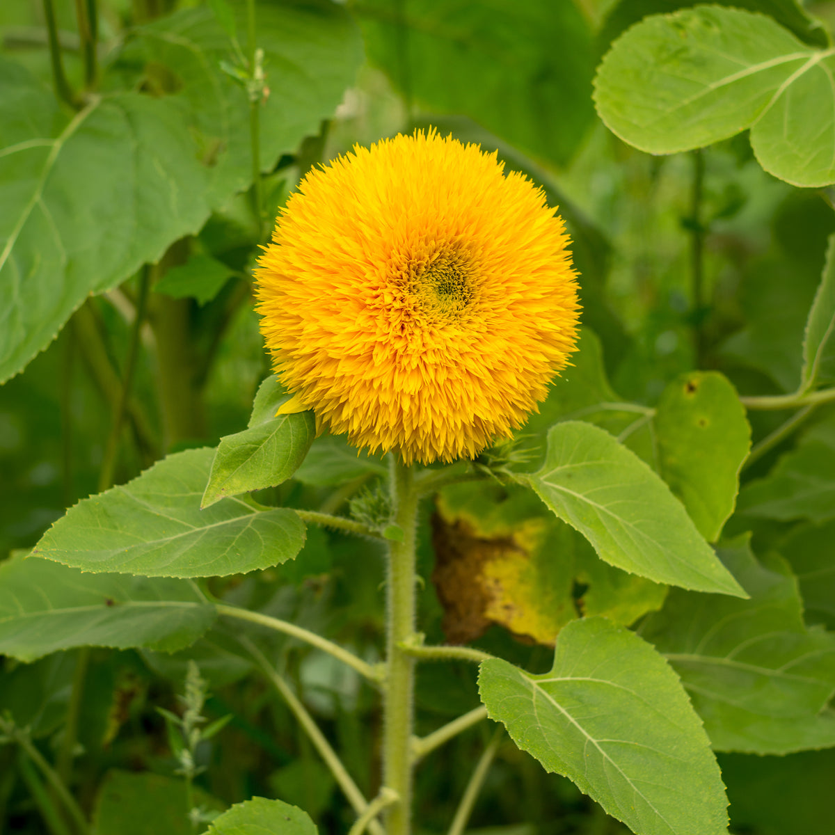 Zonnebloem 'Teddy Bear' - Helianthus annuus teddy bear - Bakker