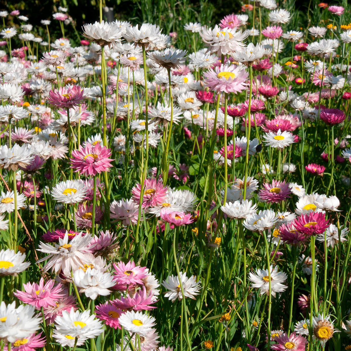 Zonnestrobloem Mix - Bakker