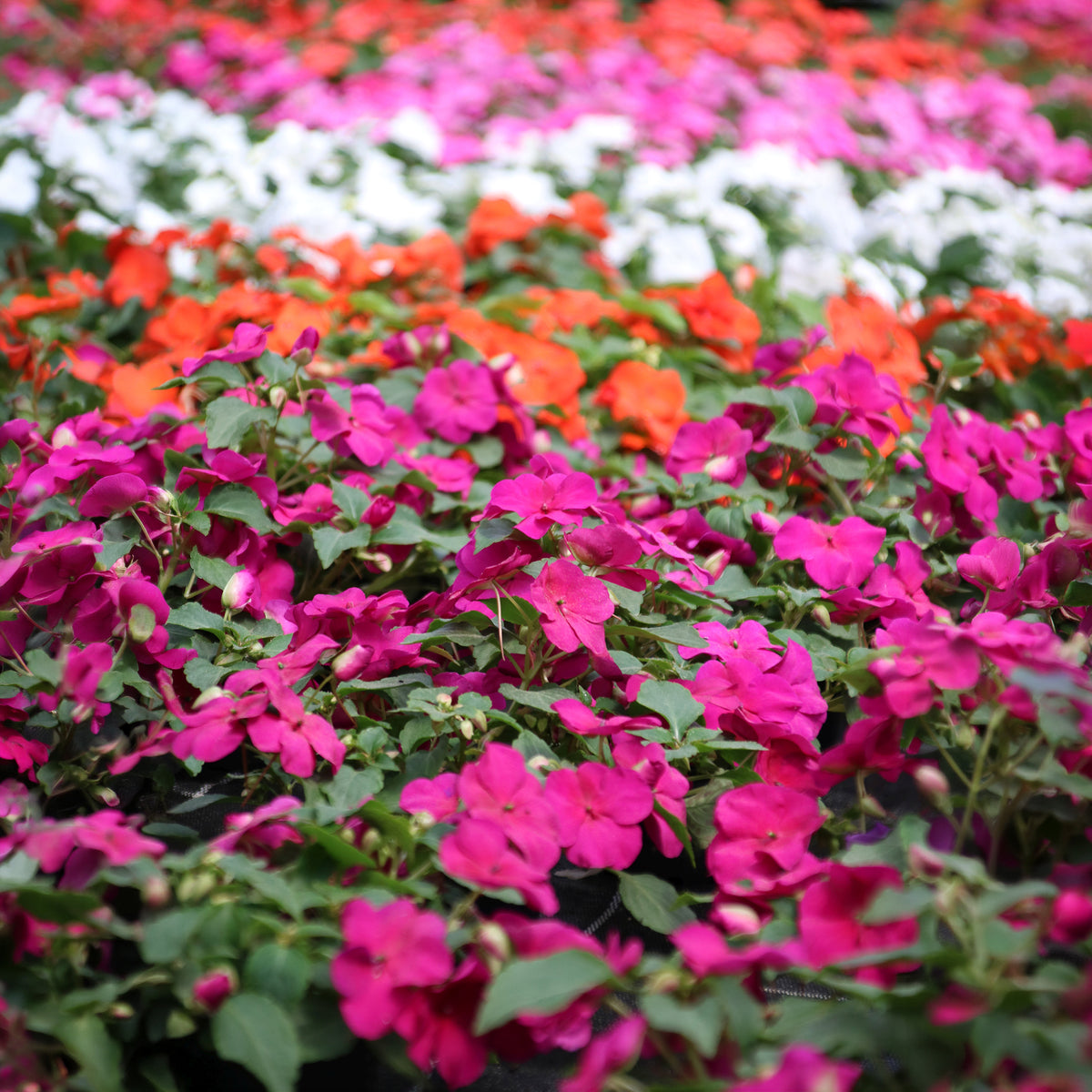 Vlijtig liesje Mix - Impatiens walleriana - Bakker