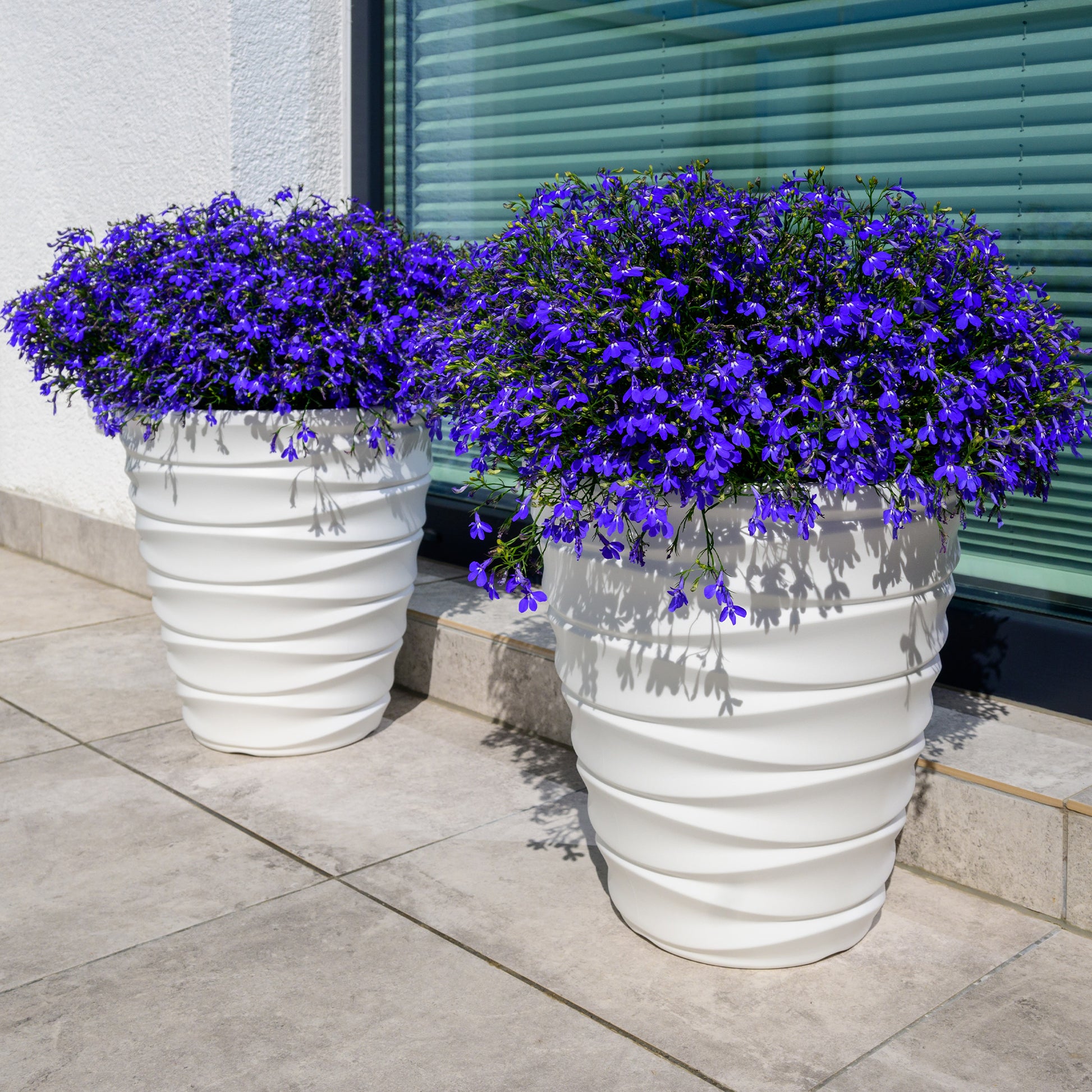 Tuinlobelia 'William' - Bakker