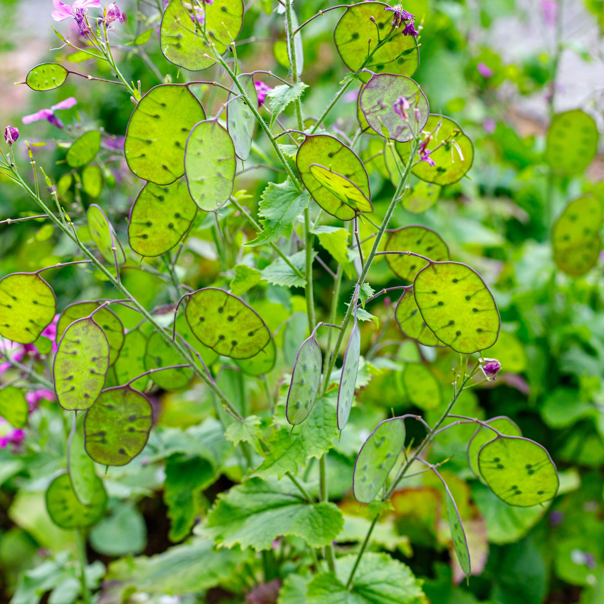 Lunaria biennis annua - Judaspenning Mix - Bloemzaden voor perken en borders
