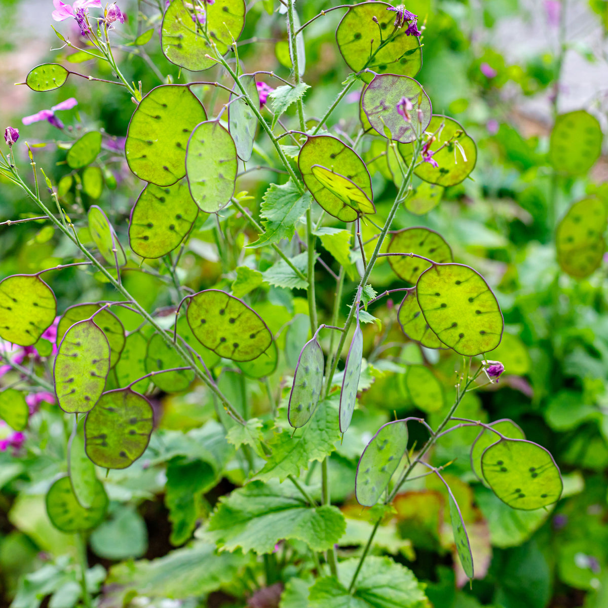 Lunaria biennis annua - Judaspenning Mix - Bloemzaden voor perken en borders