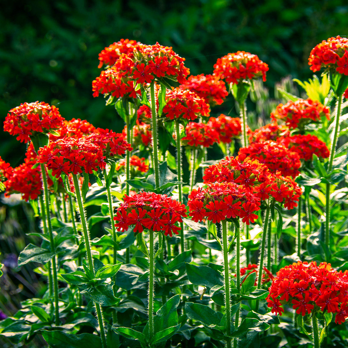 Brandende liefde - rood - Bakker