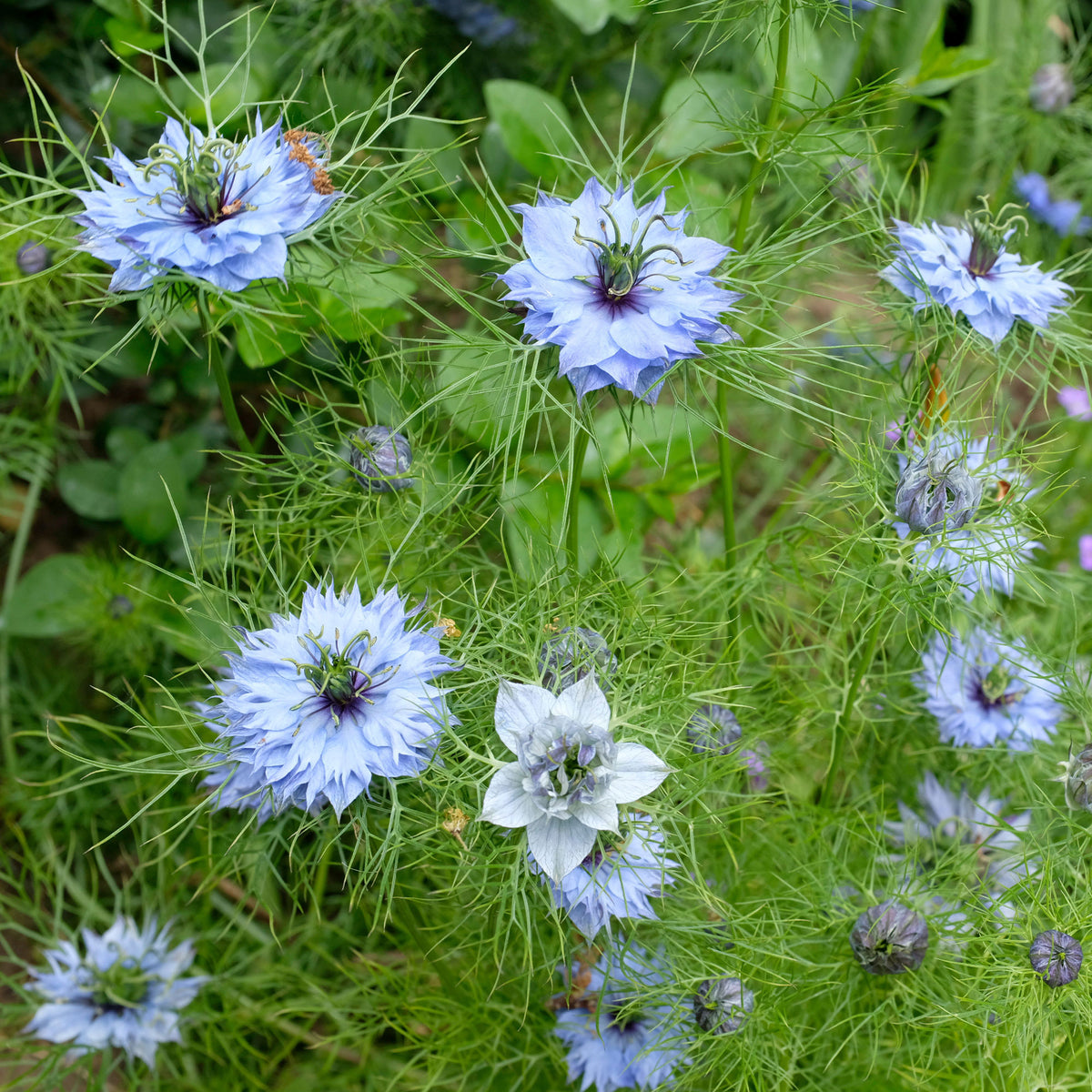 Nigella damascena - Juffertje-in-het-groen 'Miss Jekyll Blue' - Bloemzaden voor perken en borders