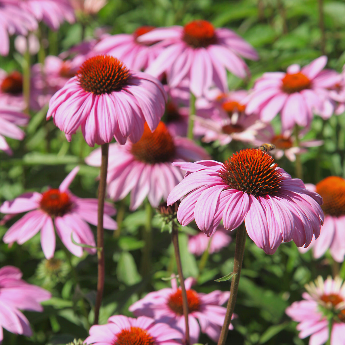 Zonnehoed - paars - Echinacea purpurea - Bakker