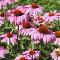 Calamagrostis acutiflora,Molinia caerulea,Verbena bonariensis,Echinacea purpurea, Salvia nemorosa                     - 5 vaste planten voor bloeiende border - Bloeiende vaste planten