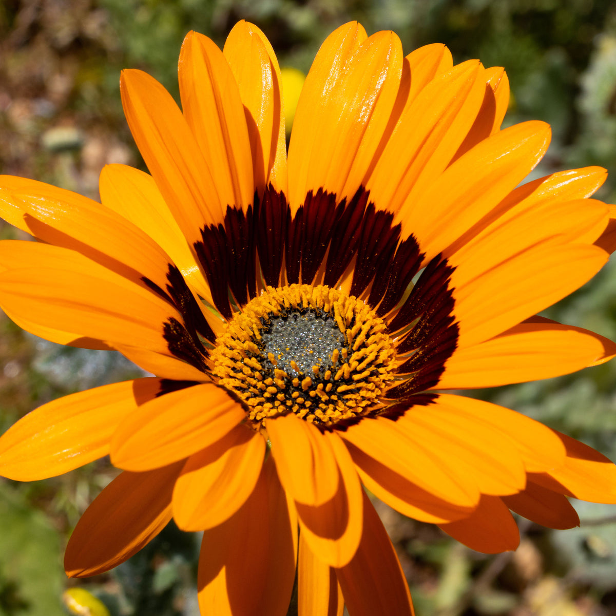 Venidium Prince of Orange - Bakker