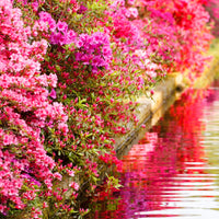 Collectie Japanse Azalea's (x3)