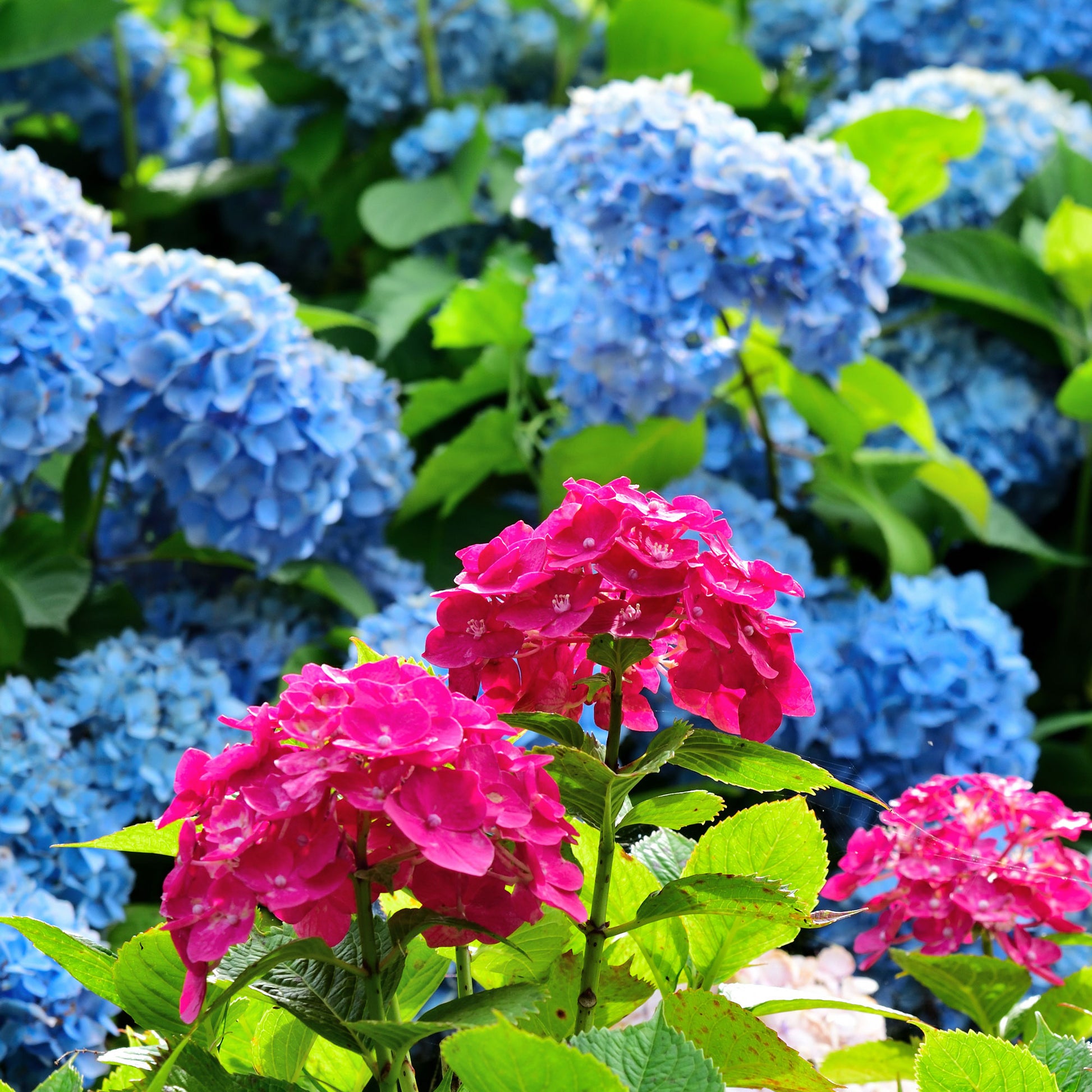 Collectie rode en blauwe hortensia's (x4) - Bakker