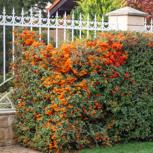 Vuurdoorn 'Saphyr® Orange Cadange' - Bakker