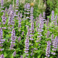 Dropplant - Agastache foeniculum - Bakker