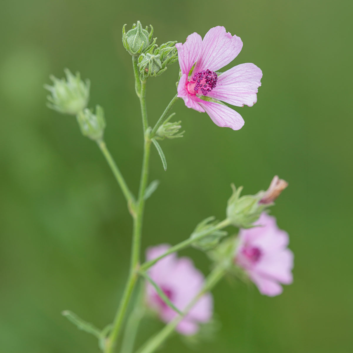 Verkoop Hennepbladstokroos - Althaea cannabina
