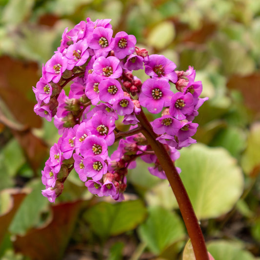 Schoenlappersplant pourpre