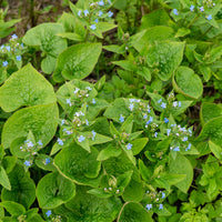 Brunnera sibirica - Kaukasische vergeet-mij-niet - Buglosse de Sibérie - Vaste planten