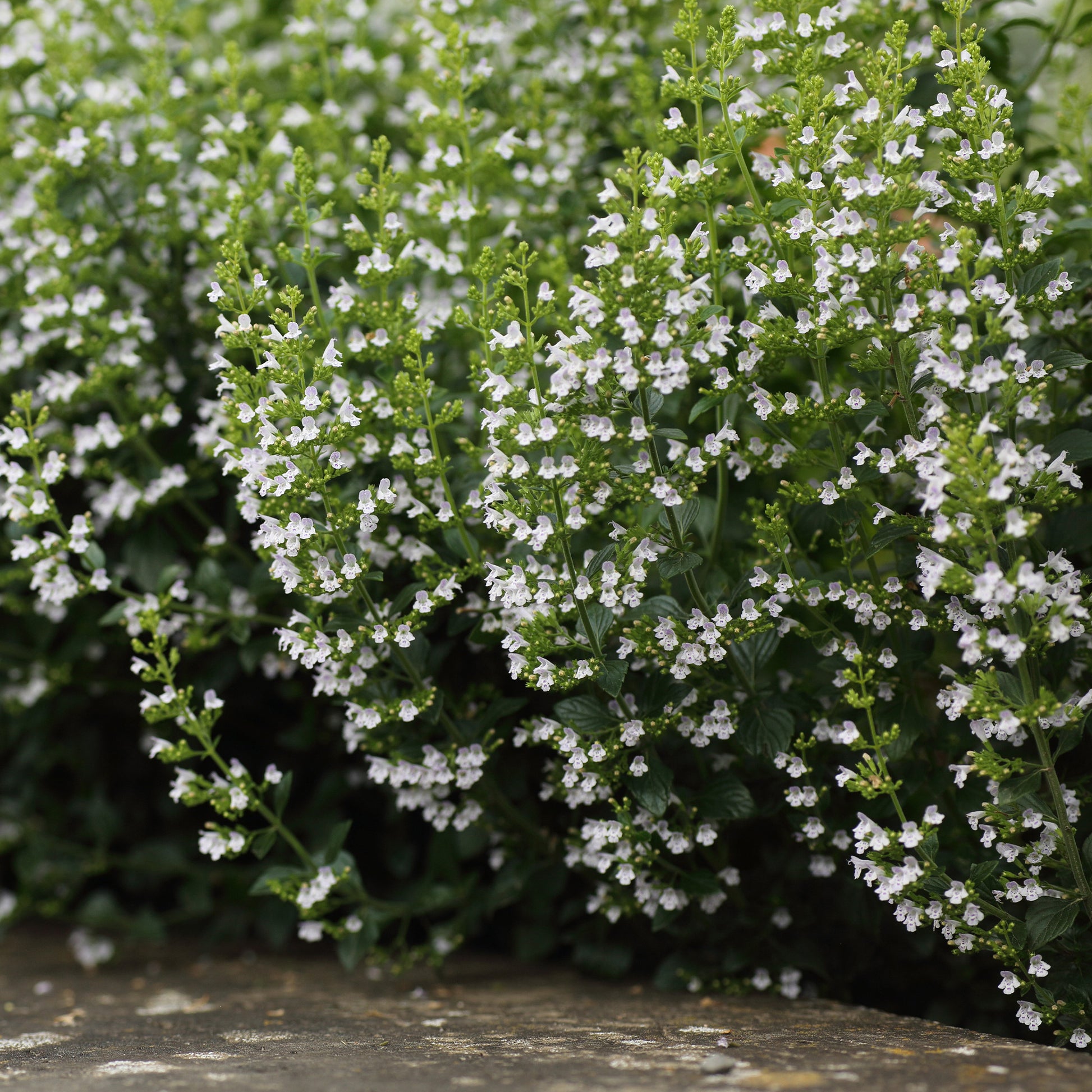Bergsteentijm Clinopodium nepeta - Calamintha nepeta subsp. nepeta - Bakker