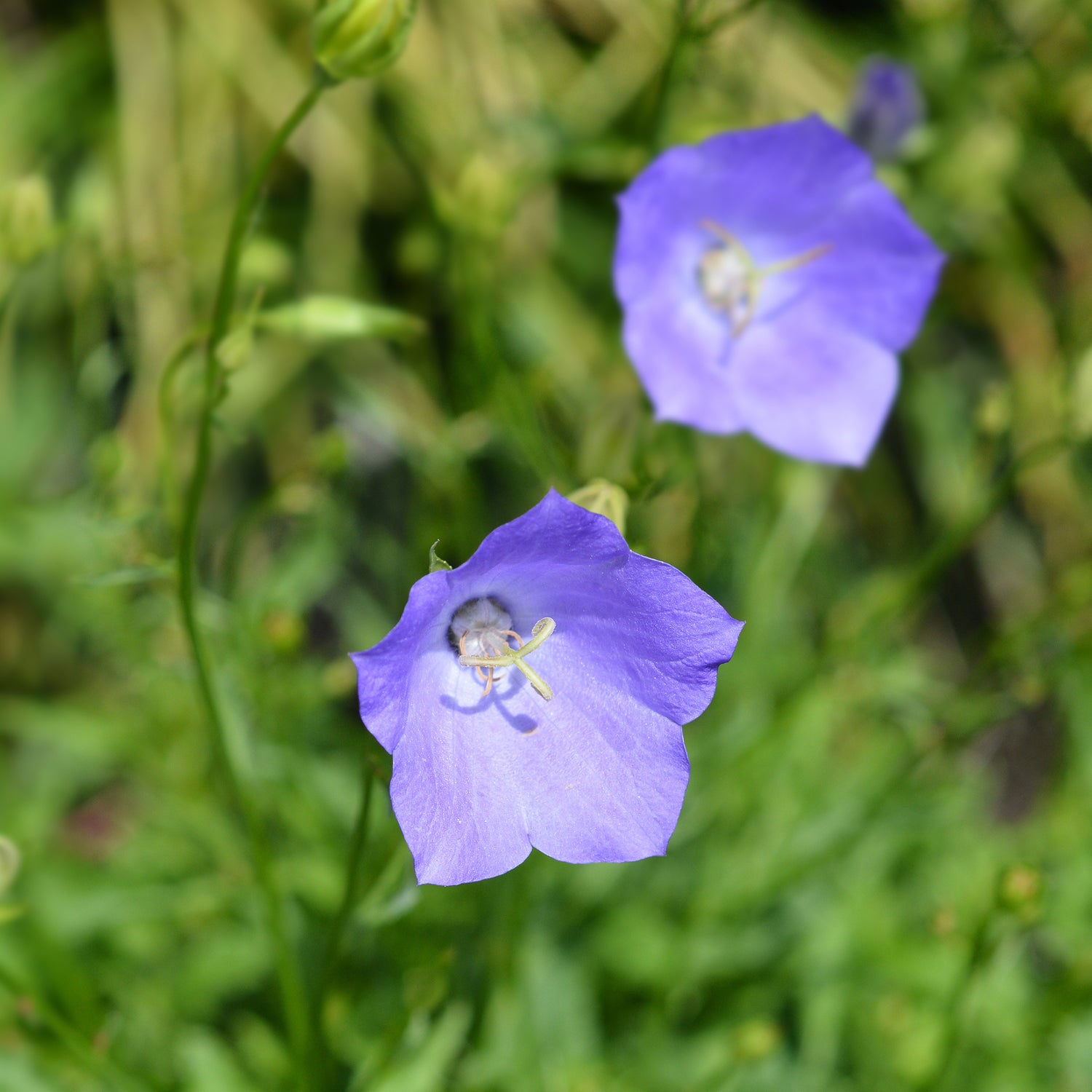 Campanula persicifolia - Perzikbladig klokje