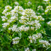 Witte valeriaan 'Albus' - Centranthus ruber albus - Bakker