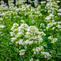 Witte valeriaan 'Albus' - Bakker