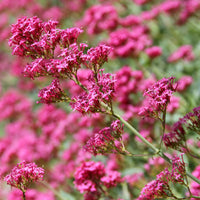 Slangebaard Coccineus - Centranthus ruber coccineus - Bakker