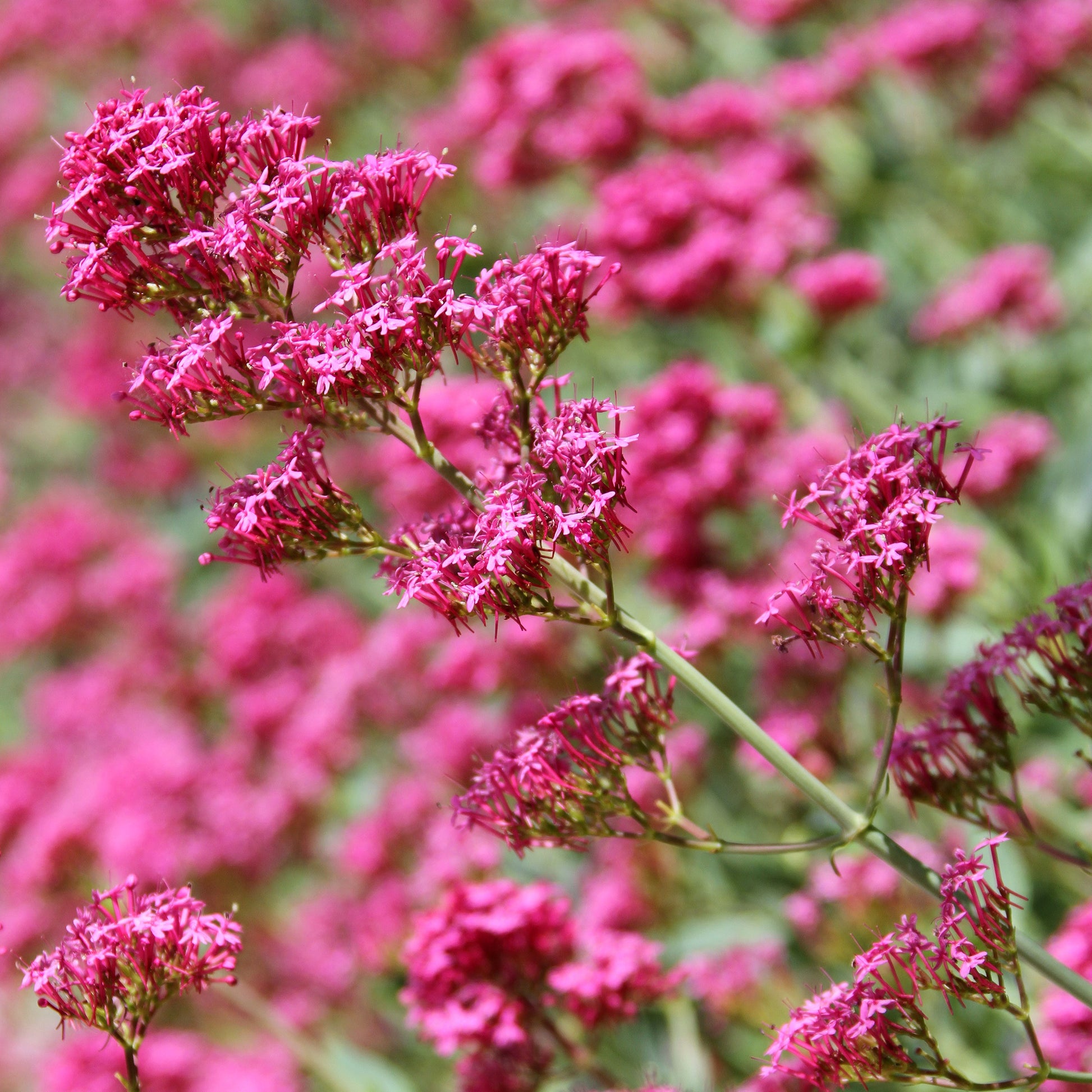 Slangebaard Coccineus - Centranthus ruber coccineus - Bakker