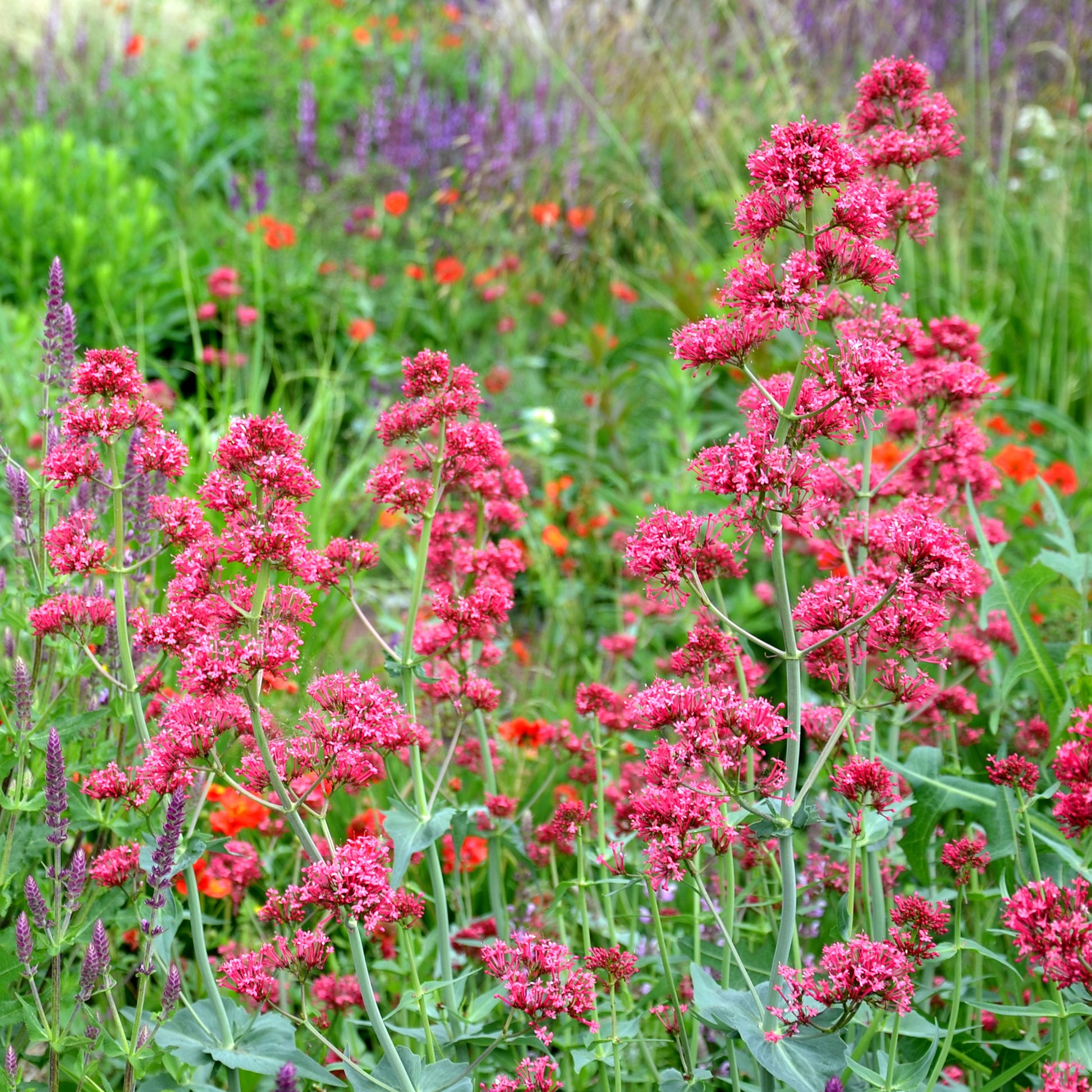 Centranthus ruber coccineus - Slangebaard Coccineus - Vaste planten