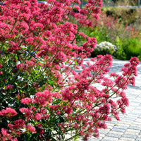 Spoorbloem - rood