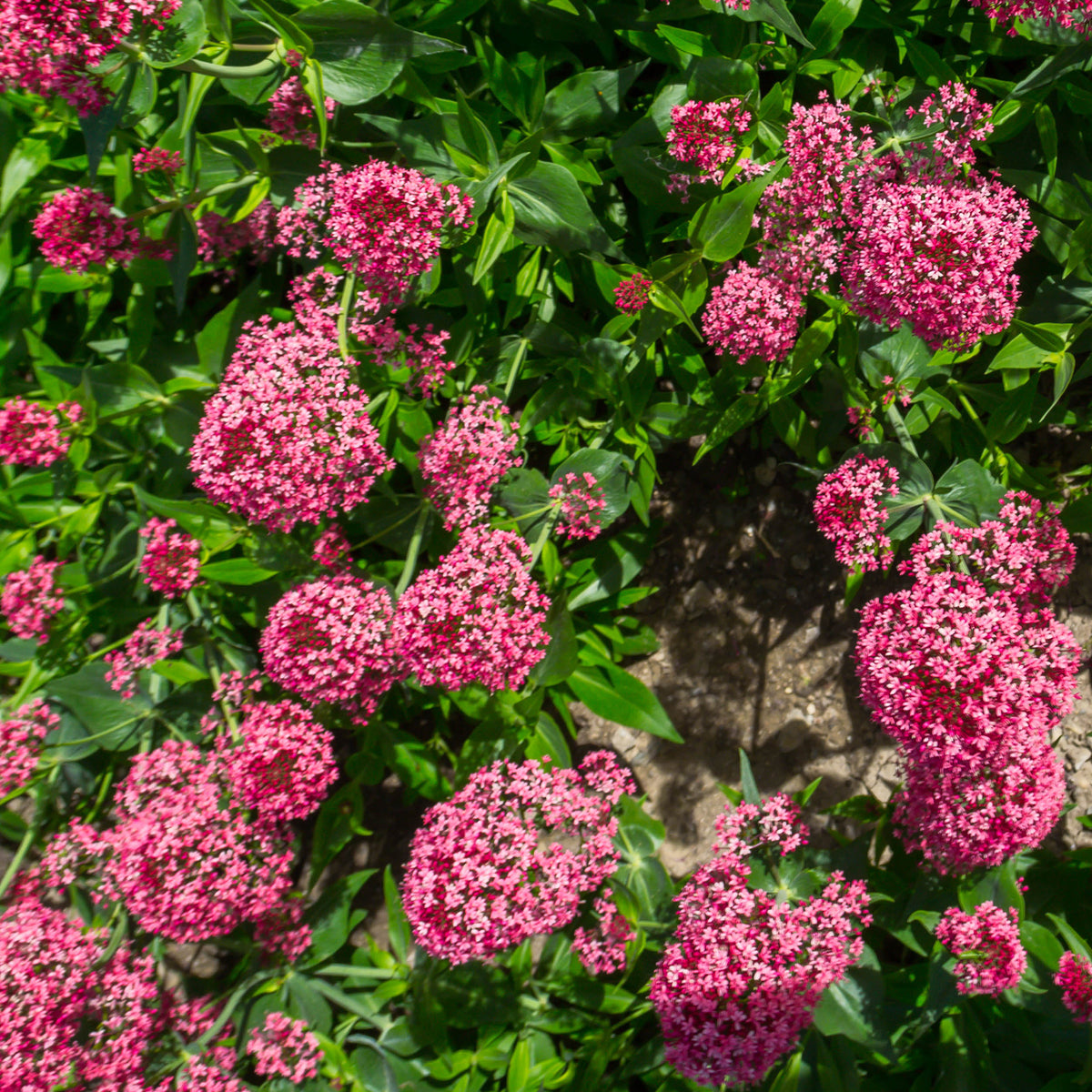 Spoorbloem - rood