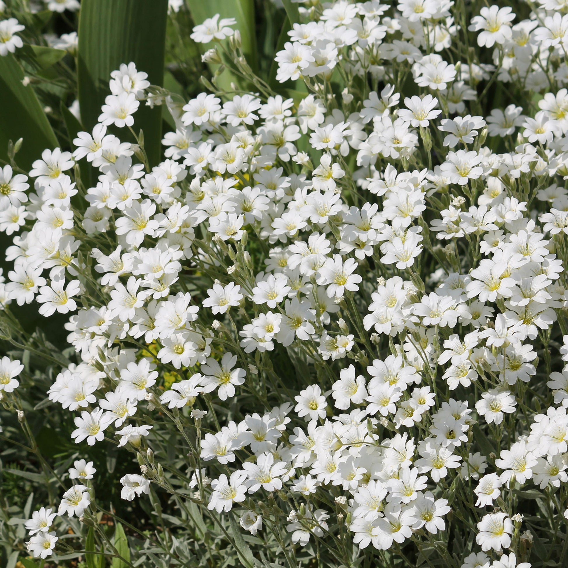 Hoornbloem - Bakker
