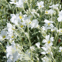 Vaste planten - Hoornbloem - Cerastium biebersteinii