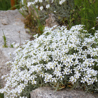 Viltige hoornbloem 'Yo Yo' - Cerastium tomentosum yo yo - Bakker