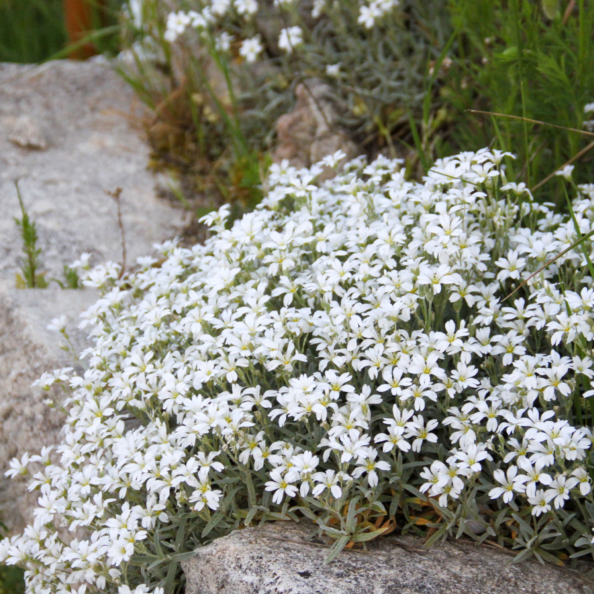Viltige hoornbloem 'Yo Yo' - Cerastium tomentosum yo yo - Bakker