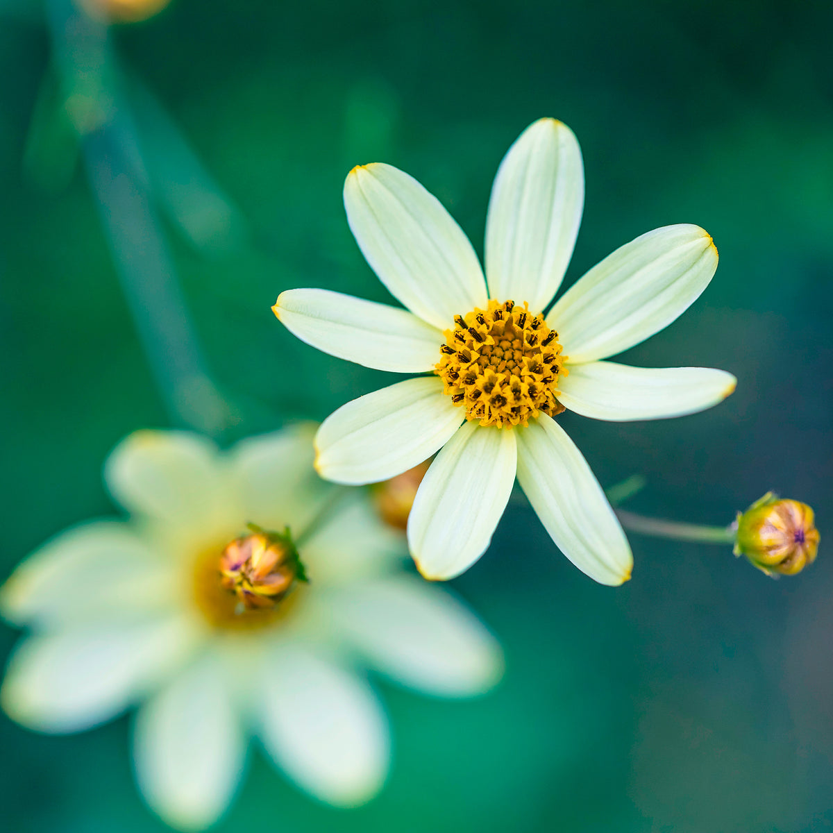 Meisjesogen Moonbeam - Coreopsis verticillata Moonbeam - Bakker