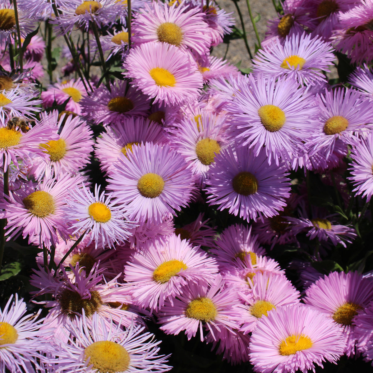 Erigeron speciosus Rosa Jewel - Fijnstraal Jewel - Erigeron