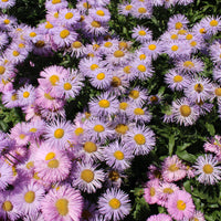 Fijnstraal Jewel - Erigeron speciosus Rosa Jewel - Bakker