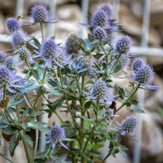 Kruisdistel Blauer Zwerg