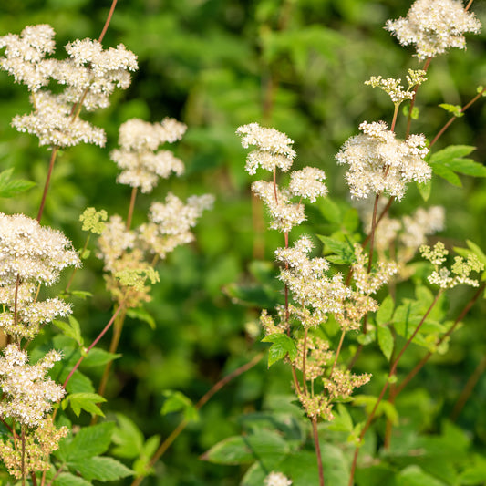 Knolspirea - Bakker