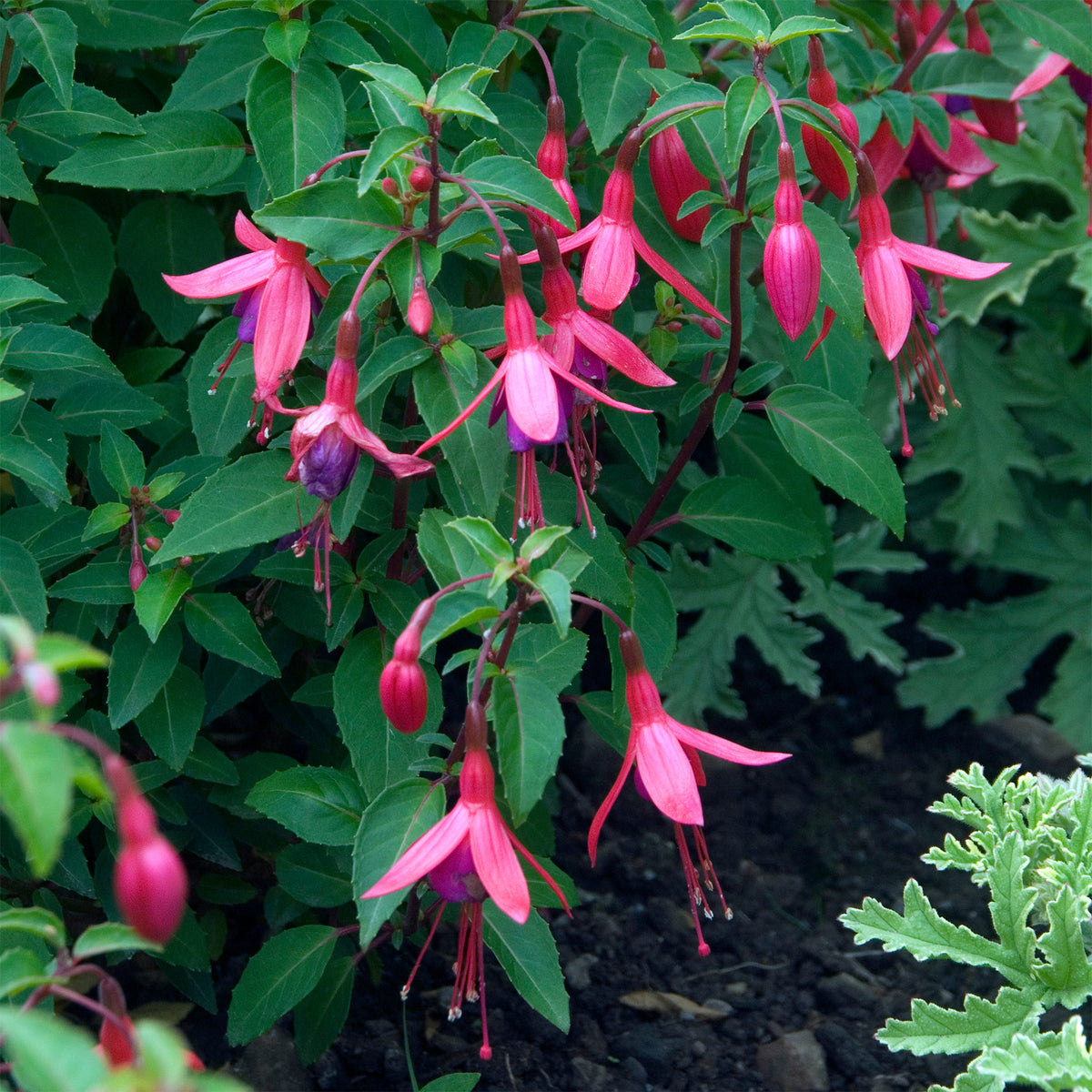 Bellenplant 'Tom Thumb' - Bakker