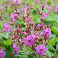 Rotsooievaarsbek - Geranium macrorrhizum - Bakker