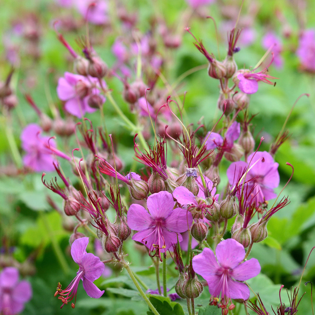 Rotsooievaarsbek - Geranium macrorrhizum - Bakker