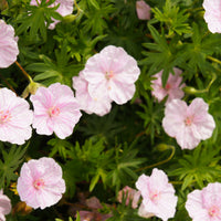 Bloedooievaarsbek 'Striatum' - Bakker