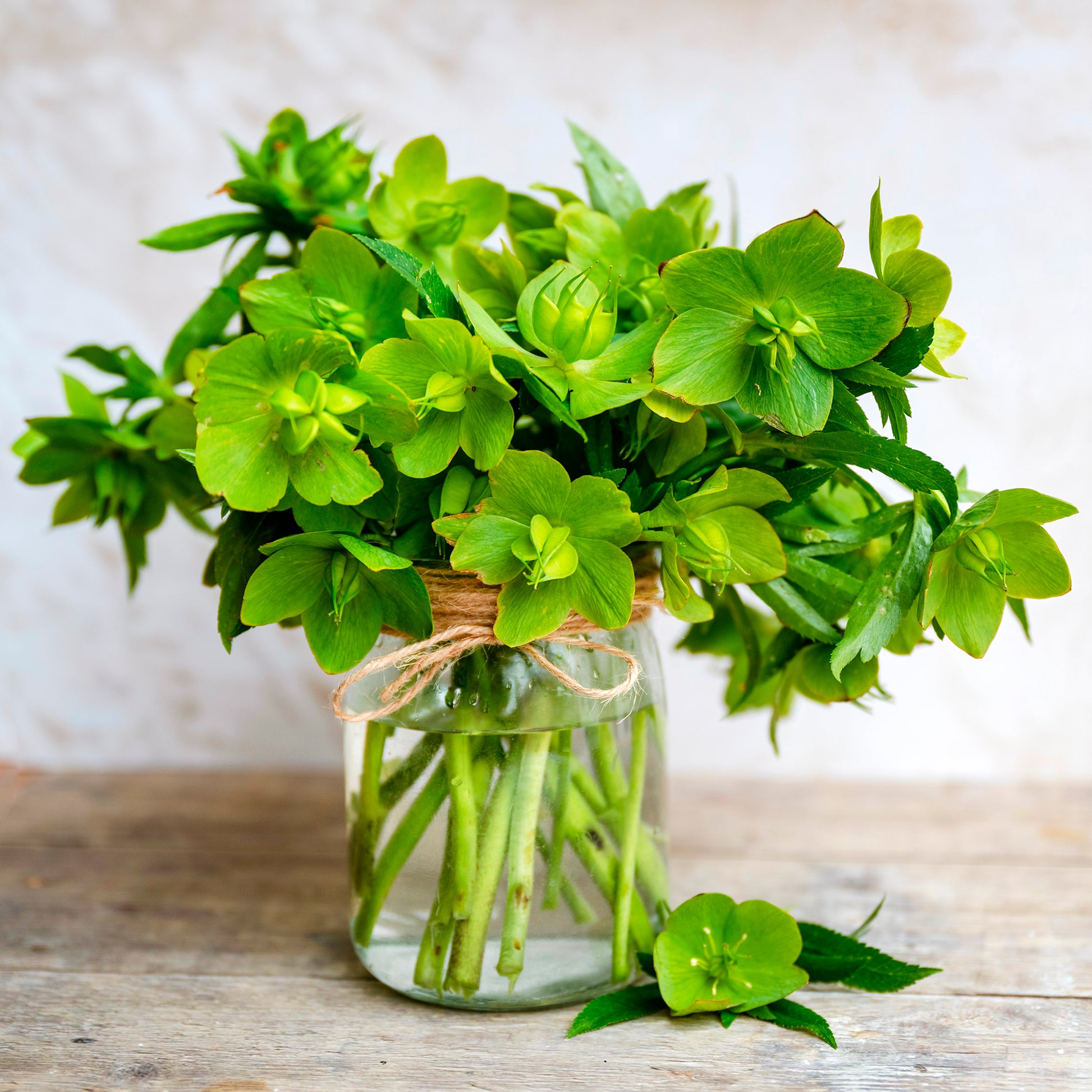 Corsicaanse Kerstroos - Helleborus argutifolius - Bakker