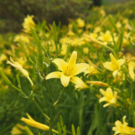 Daglelie Citrina - Bakker