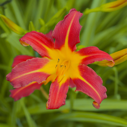 Daglelie Autumn Red Lys d'un jour - Bakker