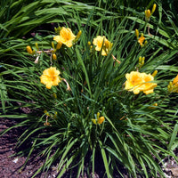 Hemerocallis - Daglelie - Daglelie 'Stella d'Oro) - Hemerocallis Stella de Oro