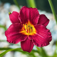 Daglelie 'Pardon Me' - Hemerocallis pardon me - Bakker